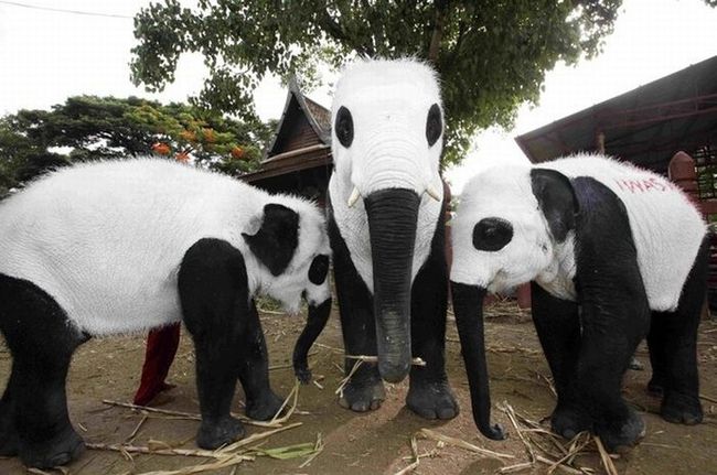 Panda elephants in Thailand