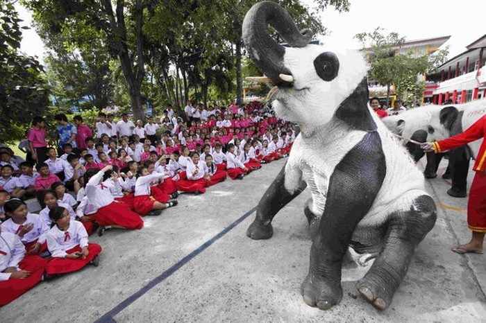 Panda elephants in Thailand