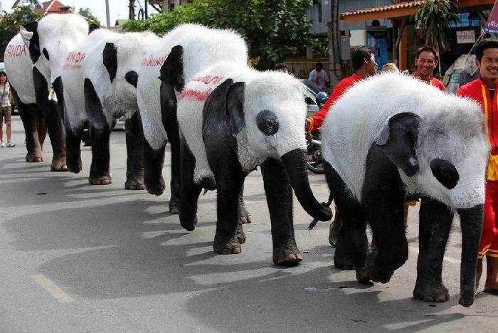 Panda elephants in Thailand