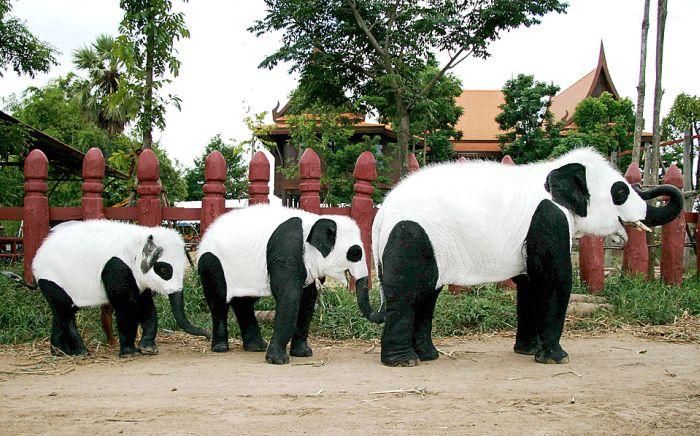 Panda elephants in Thailand