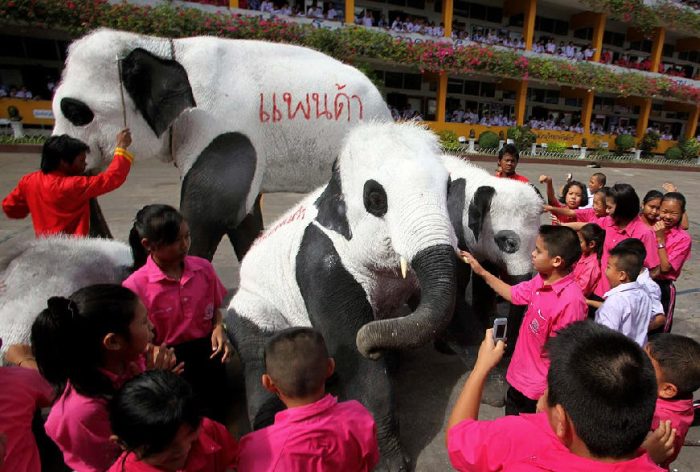 Panda elephants in Thailand