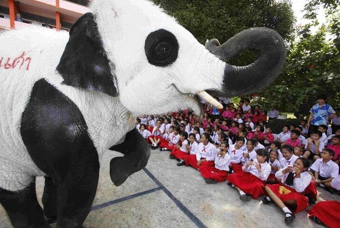 Panda elephants in Thailand