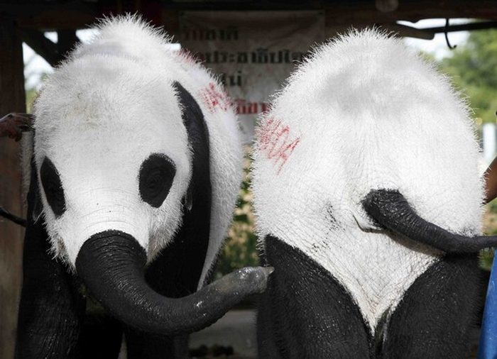 Panda elephants in Thailand