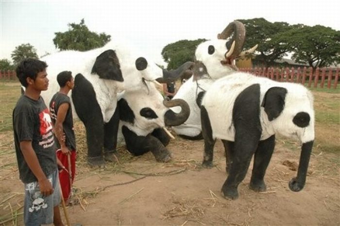 Panda elephants in Thailand