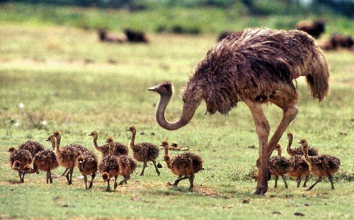 funny animals