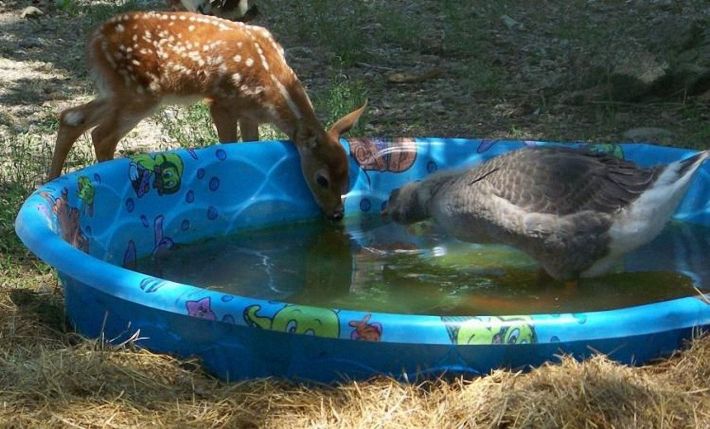 funny animals