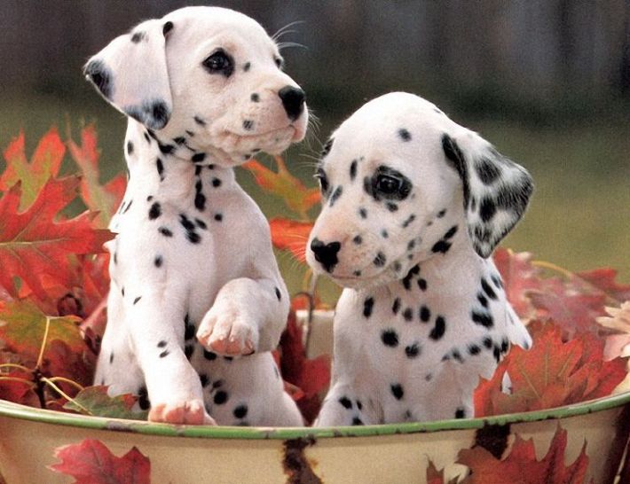 funny animals