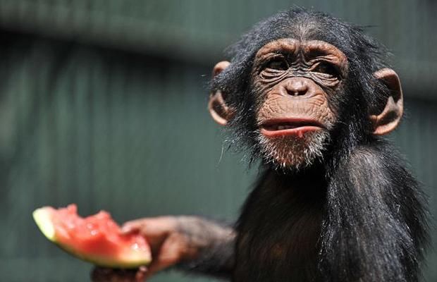 funny animals