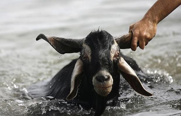 funny animals