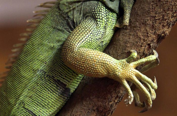 funny animals