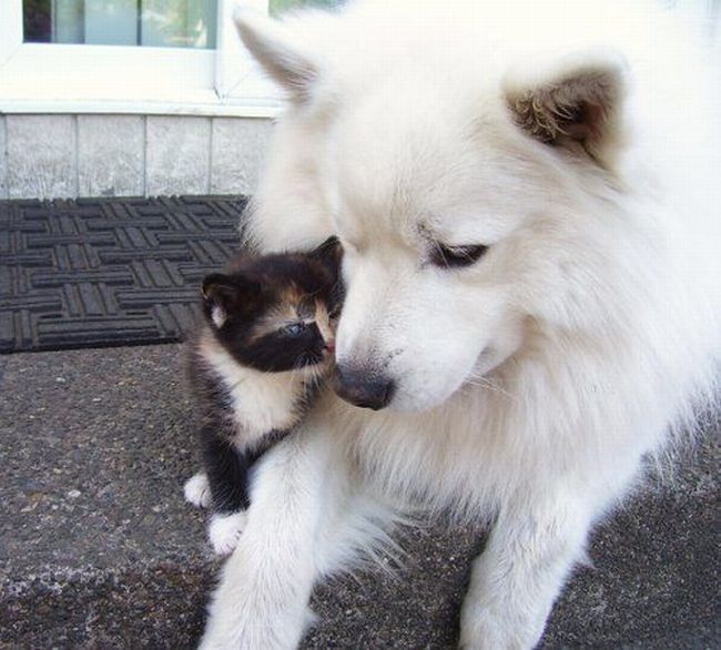 funny animals