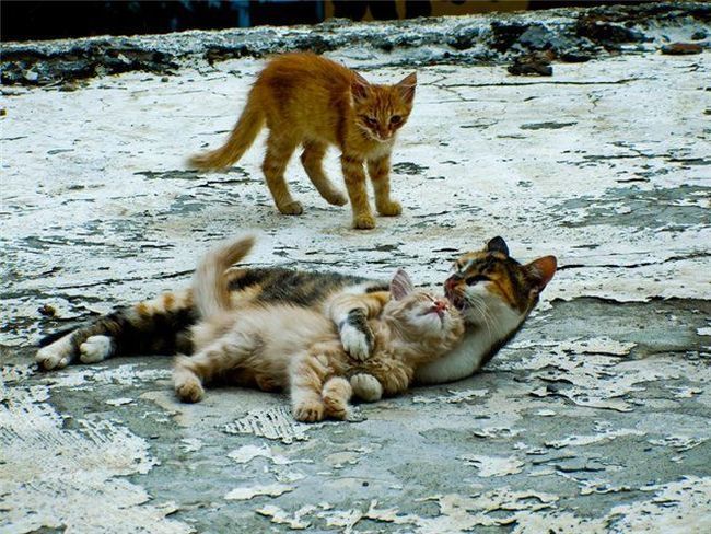 funny animals