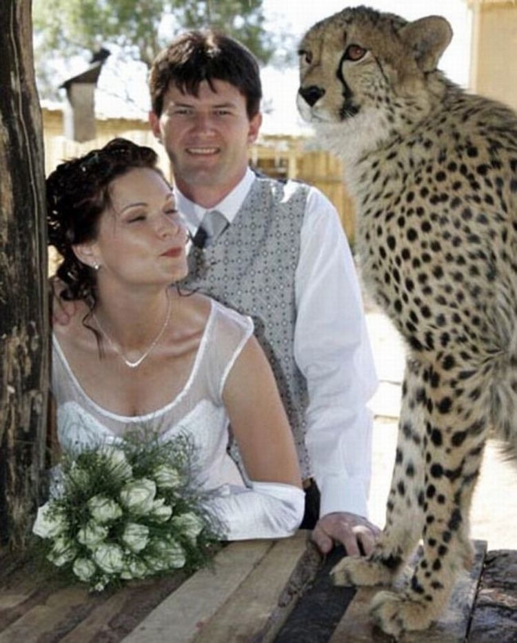 Living with two cheetah, five lions and two tigers, Riana Van Nieuwenhuizen