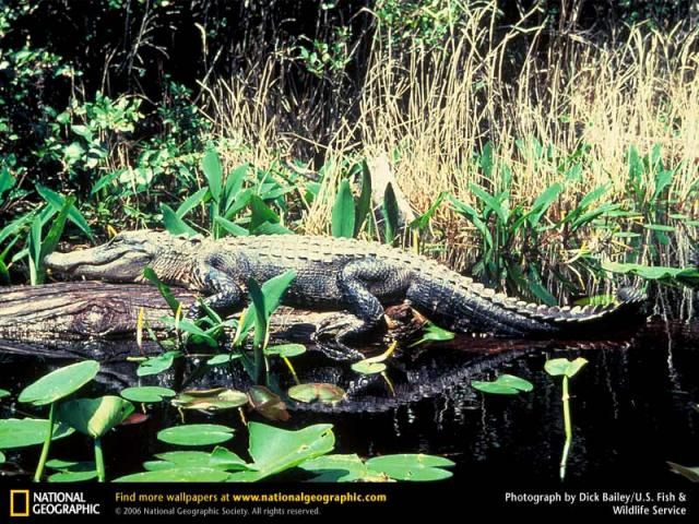 Animal and wildlife photography by National Geographic