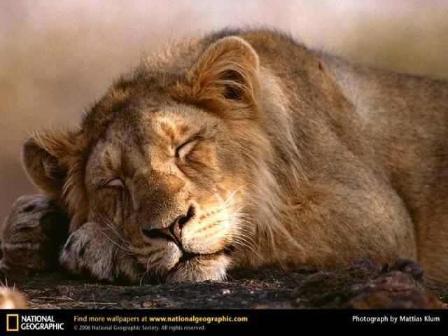 Animal and wildlife photography by National Geographic
