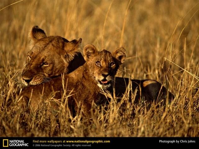 Animal and wildlife photography by National Geographic