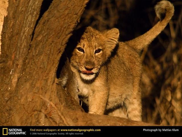 Animal and wildlife photography by National Geographic