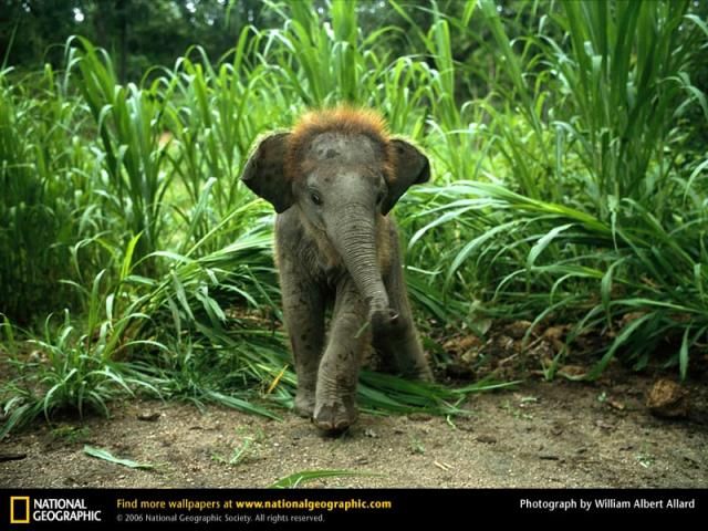 Animal and wildlife photography by National Geographic