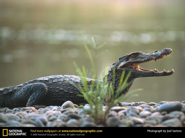 Animal and wildlife photography by National Geographic