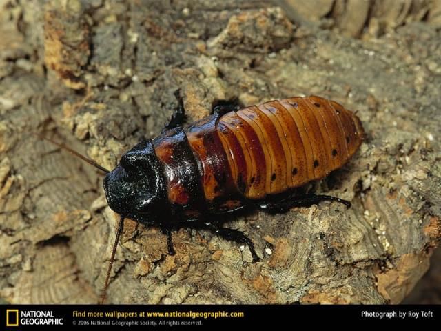 Animal and wildlife photography by National Geographic
