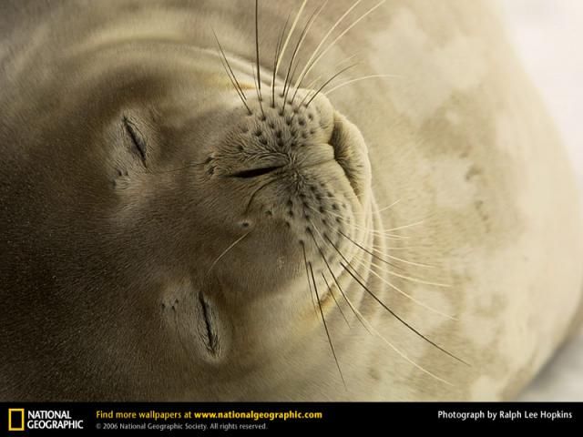 Animal and wildlife photography by National Geographic