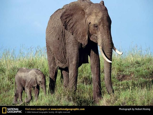 Animal and wildlife photography by National Geographic