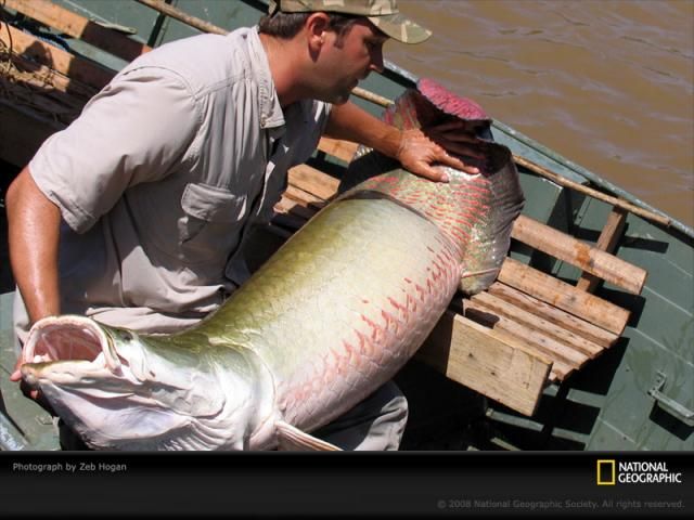 Animal and wildlife photography by National Geographic