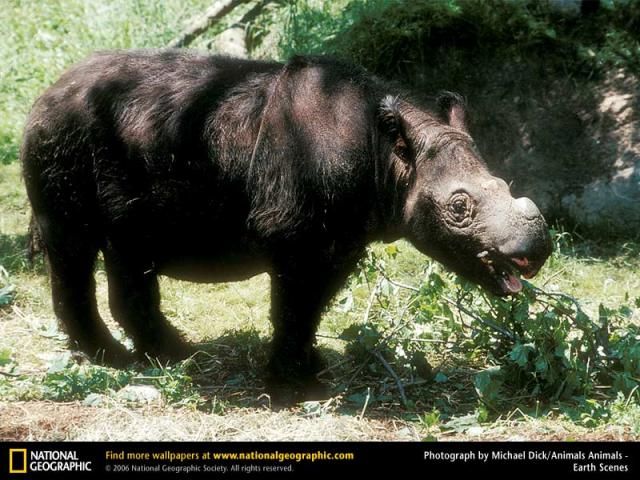 Animal and wildlife photography by National Geographic