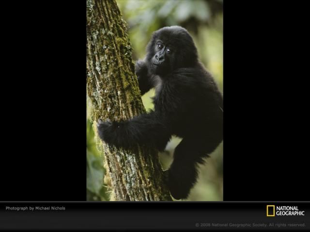 Animal and wildlife photography by National Geographic