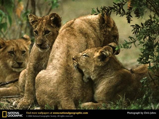 Animal and wildlife photography by National Geographic