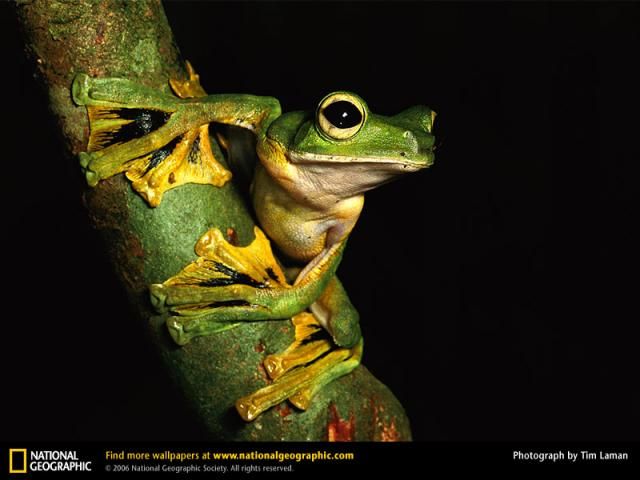 Animal and wildlife photography by National Geographic