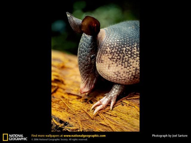 Animal and wildlife photography by National Geographic