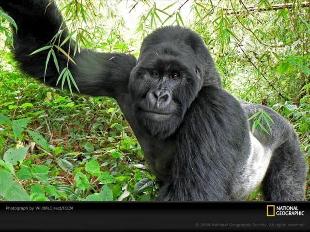 Animal and wildlife photography by National Geographic