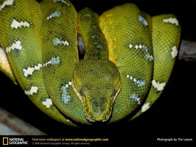 Animal and wildlife photography by National Geographic