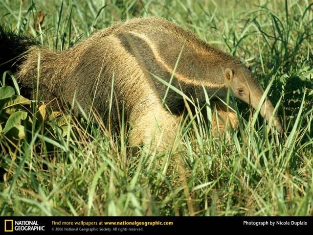 Animal and wildlife photography by National Geographic
