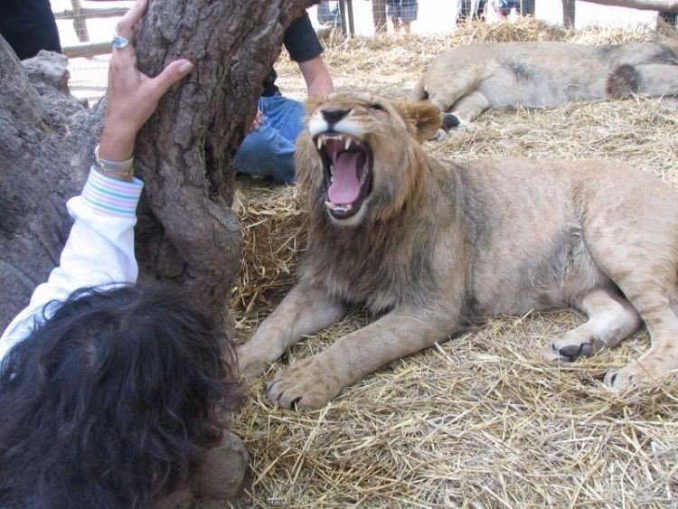 In ZOO with predators, Argentina