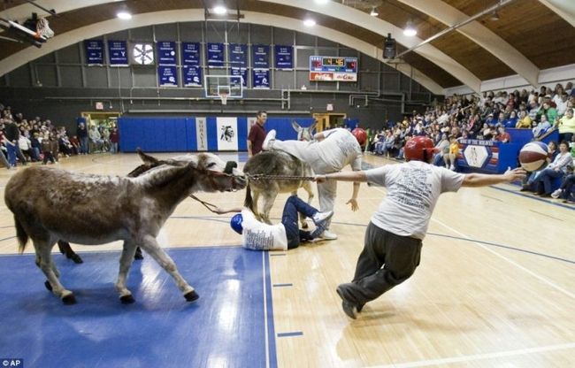 Donkey basketball, United States