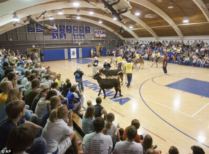 Donkey basketball, United States