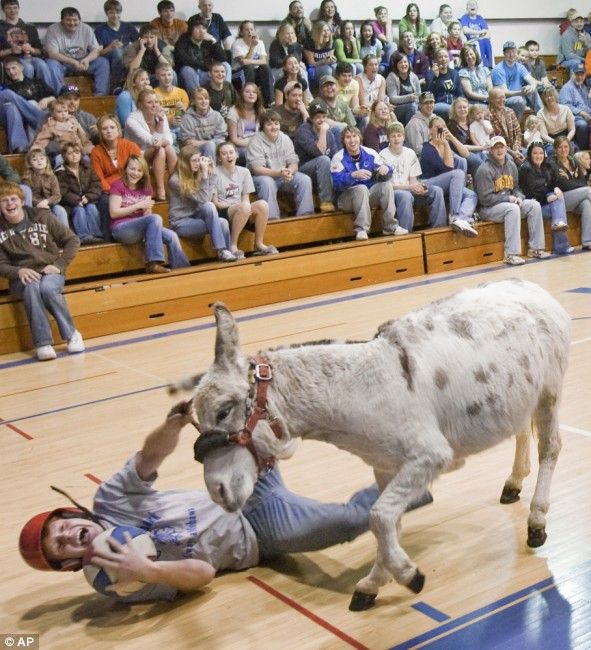 Donkey basketball, United States