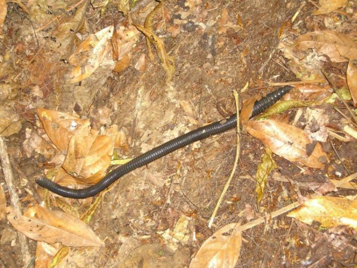 Worm from South America