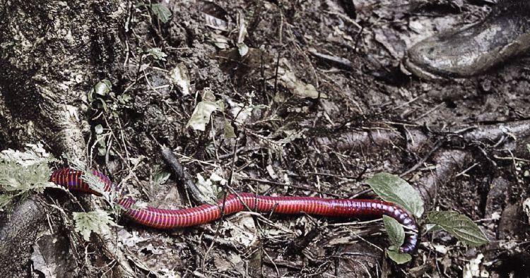 Worm from South America