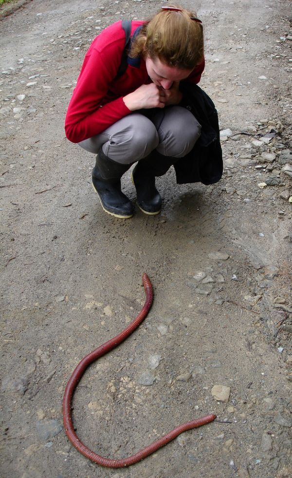 Worm from South America