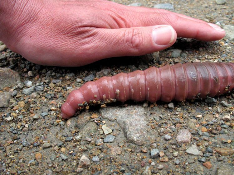 Worm from South America