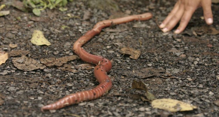 Worm from South America