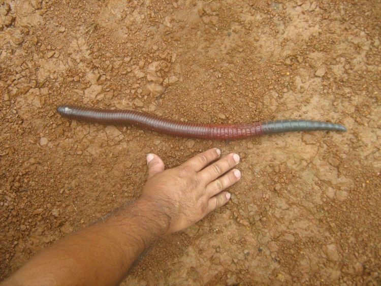 Worm from South America