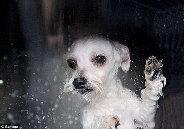 washing machine for domestic animals