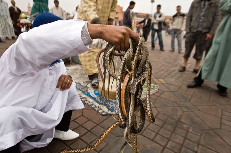 Snake magician, Morocco, Marrakech