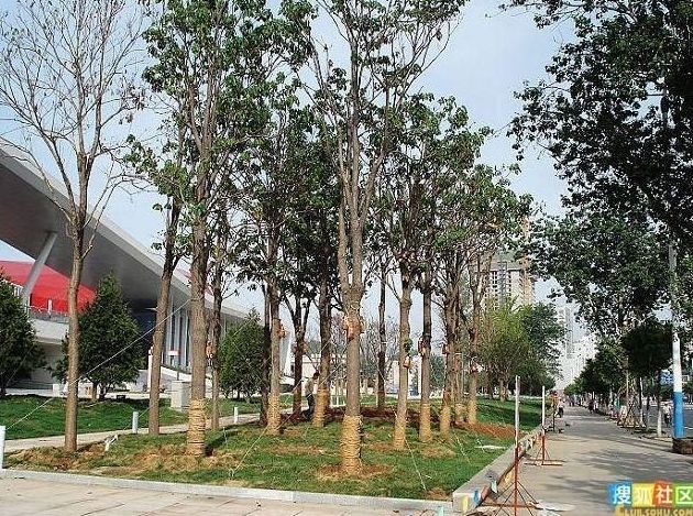 Caring for the trees, China