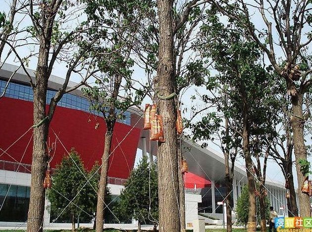 Caring for the trees, China
