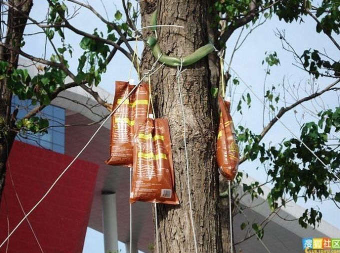 Caring for the trees, China